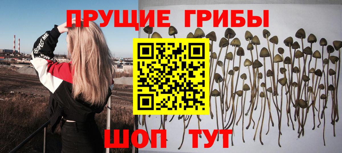 Псилоцибиновые грибы мицелий Глазов